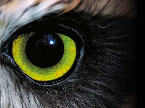 Auge einer Eule