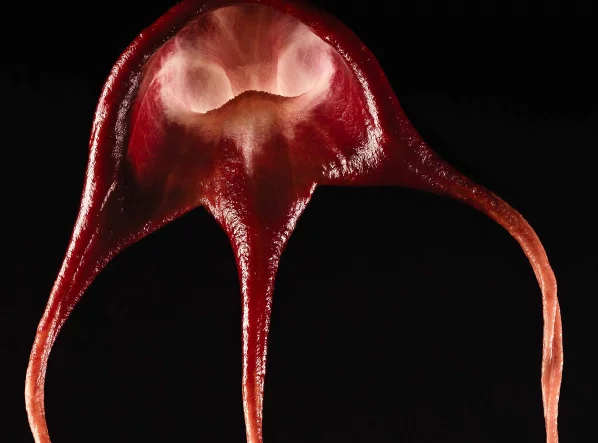 Bestandteil einer Pflanze